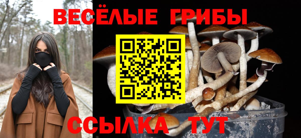 Псилоцибиновые грибы Psilocybine cubensis  где найти   Новодвинск  Вход с VPN 